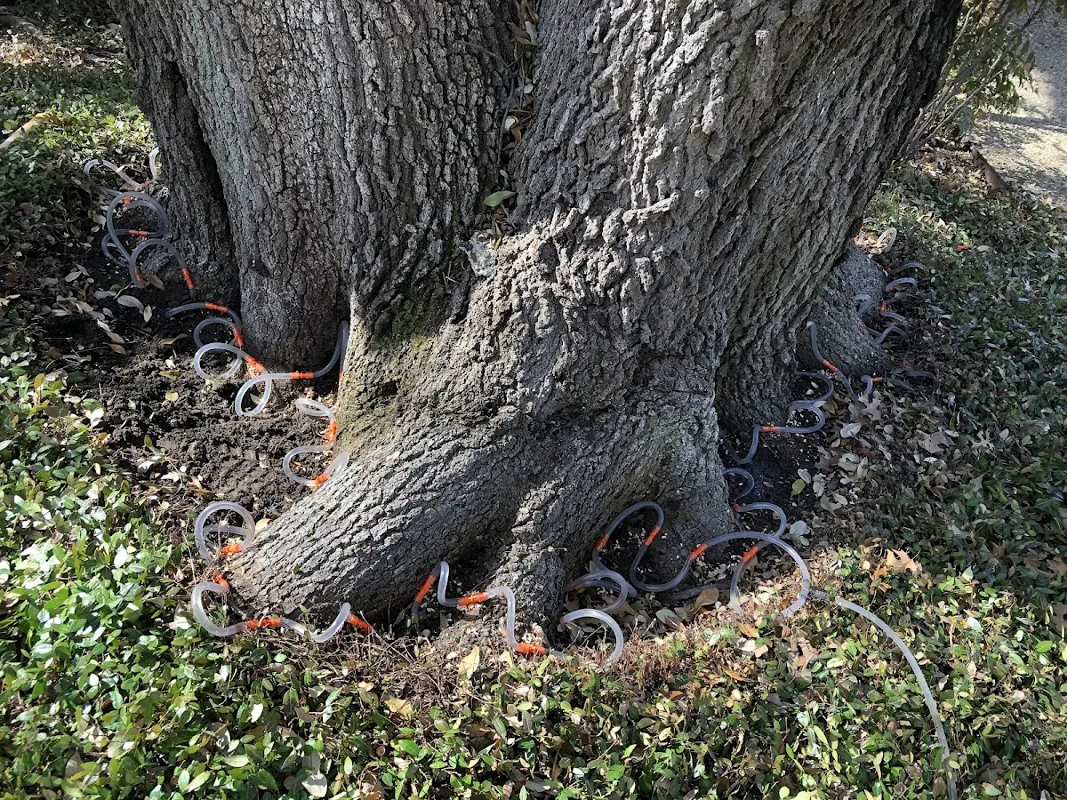 Detailed Tree Cabling and Bracing job site in Clayton