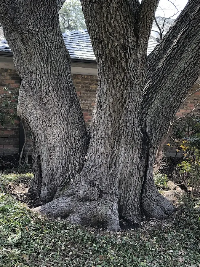 Mature heritage tree close to a Clayton property cared for by certified arborists